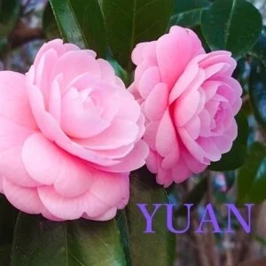 リラクゼーションサロン YUAN（ユアン）新潟店のメッセージ用アイコン