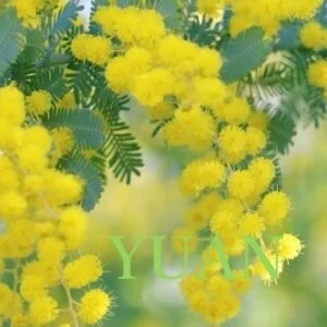 リラクゼーションサロン YUAN（ユアン）新潟店のメッセージ用アイコン