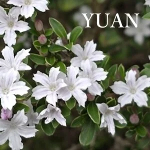 リラクゼーションサロン YUAN（ユアン）新潟店のメッセージ用アイコン