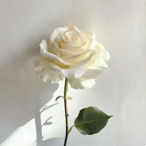 昼顔～宇都宮のメッセージ用アイコン