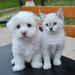 Luxury Spa 天空海～アクア～南3条ルームのメッセージ用アイコン